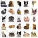 Стікерпак Котики Набір наклейок GeekLand Kitties 50 штук 2881874845 фото 2